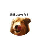 シェルティ♡サラ 2（個別スタンプ：11）