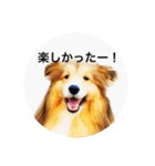 シェルティ♡サラ 2（個別スタンプ：12）