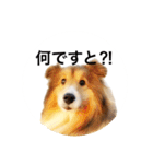 シェルティ♡サラ 2（個別スタンプ：13）