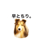 シェルティ♡サラ 2（個別スタンプ：15）