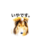 シェルティ♡サラ 2（個別スタンプ：17）