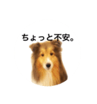 シェルティ♡サラ 2（個別スタンプ：19）