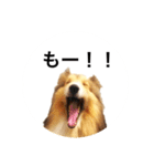 シェルティ♡サラ 2（個別スタンプ：20）
