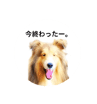 シェルティ♡サラ 2（個別スタンプ：21）