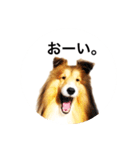 シェルティ♡サラ 2（個別スタンプ：22）