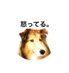 シェルティ♡サラ 2（個別スタンプ：23）