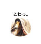 シェルティ♡サラ 2（個別スタンプ：24）