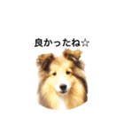 シェルティ♡サラ 2（個別スタンプ：25）