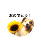 シェルティ♡サラ 2（個別スタンプ：26）