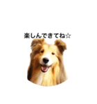 シェルティ♡サラ 2（個別スタンプ：27）