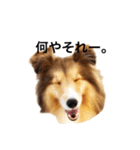 シェルティ♡サラ 2（個別スタンプ：28）