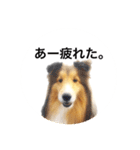 シェルティ♡サラ 2（個別スタンプ：29）