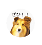 シェルティ♡サラ 2（個別スタンプ：30）