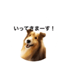 シェルティ♡サラ 2（個別スタンプ：32）