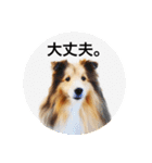 シェルティ♡サラ 2（個別スタンプ：33）