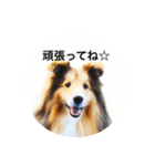 シェルティ♡サラ 2（個別スタンプ：34）