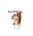 シェルティ♡サラ 2（個別スタンプ：35）