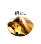 シェルティ♡サラ 2（個別スタンプ：37）