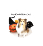 シェルティ♡サラ 2（個別スタンプ：38）