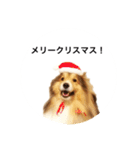 シェルティ♡サラ 2（個別スタンプ：39）