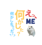 ハムとネコとヤギ（個別スタンプ：1）