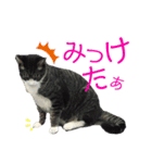 ハムとネコとヤギ（個別スタンプ：3）