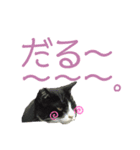 ハムとネコとヤギ（個別スタンプ：4）