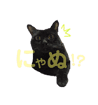 ハムとネコとヤギ（個別スタンプ：10）