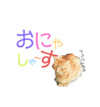 ハムとネコとヤギ（個別スタンプ：13）