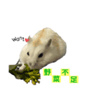 ハムとネコとヤギ（個別スタンプ：16）