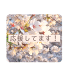 綺麗な景色と優しさスタンプ2（文字大）（個別スタンプ：6）