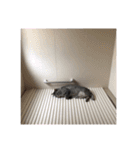 はだしのげん（個別スタンプ：15）