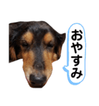 ひめとチャーリーの日常スタンプ♪（個別スタンプ：11）