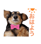 ひめとチャーリーの日常スタンプ♪（個別スタンプ：12）