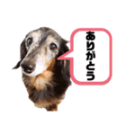 ひめとチャーリーの日常スタンプ♪（個別スタンプ：20）