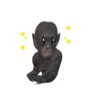 チンパンジーの感情2（個別スタンプ：2）