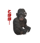 チンパンジーの感情2（個別スタンプ：6）