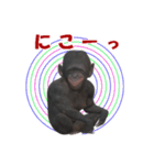 チンパンジーの感情2（個別スタンプ：11）
