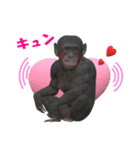 チンパンジーの感情2（個別スタンプ：13）