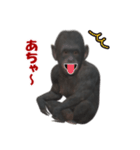チンパンジーの感情2（個別スタンプ：15）