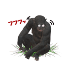 チンパンジーの感情2（個別スタンプ：16）