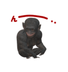 チンパンジーの感情2（個別スタンプ：18）