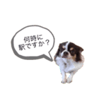 チワワのチョコラテちゃん 3（個別スタンプ：1）
