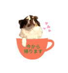 チワワのチョコラテちゃん 3（個別スタンプ：2）