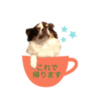 チワワのチョコラテちゃん 3（個別スタンプ：3）