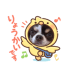 チワワのチョコラテちゃん 3（個別スタンプ：6）