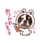 チワワのチョコラテちゃん 3（個別スタンプ：7）
