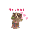 チワワのチョコラテちゃん 3（個別スタンプ：8）