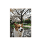 宇宙人犬こうちゃん（個別スタンプ：1）