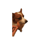宇宙人犬こうちゃん（個別スタンプ：2）
